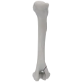 renderowanie kosci.250