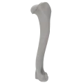 renderowanie kosci.253