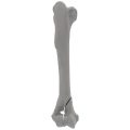 renderowanie kosci.256